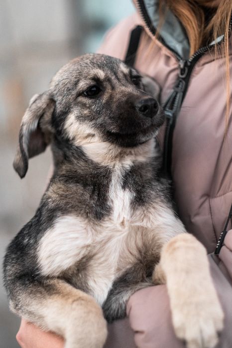 Щенки в добрые руки