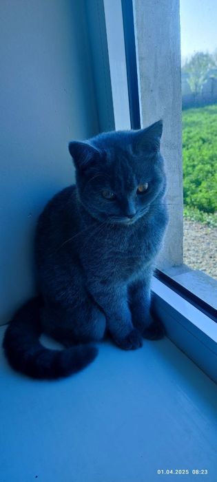 Шатлант шиншилла Киз бола