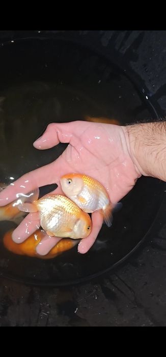 Carasi ranchu si oranda