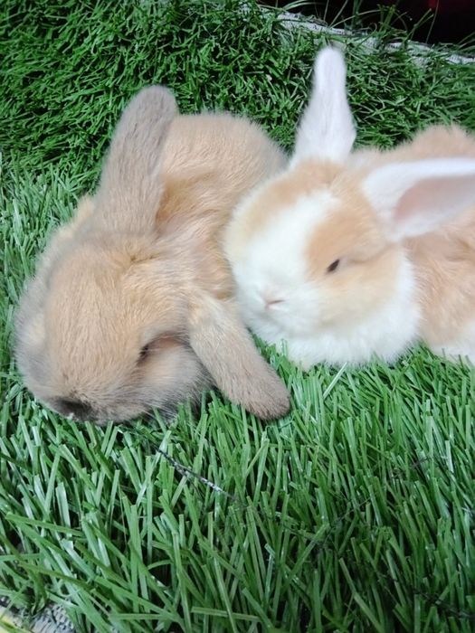 Карлик баран куйончалар сотилади 1ойлик