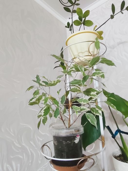 Комнатные растения разные.