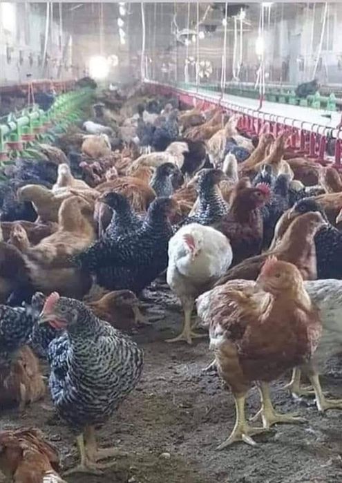 Vindem puii porumbac kabir si pui albi