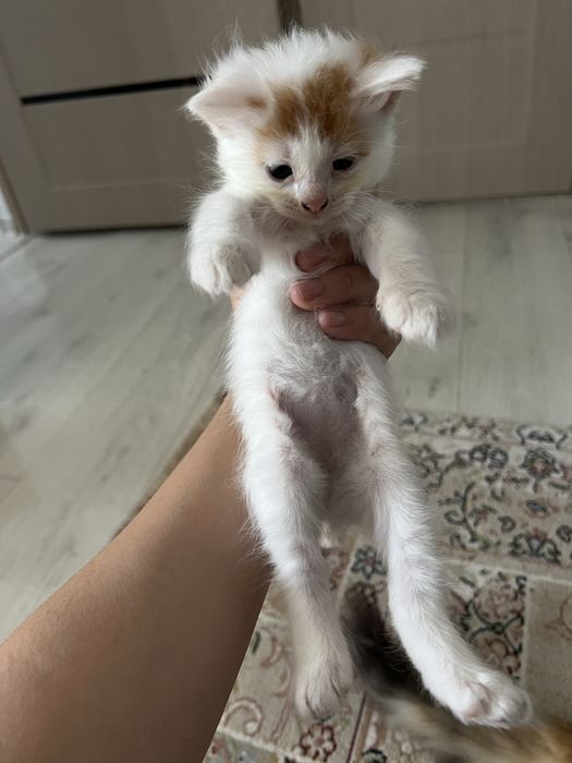 Котенки есть 1,5 месяцов девочка и мальчик
