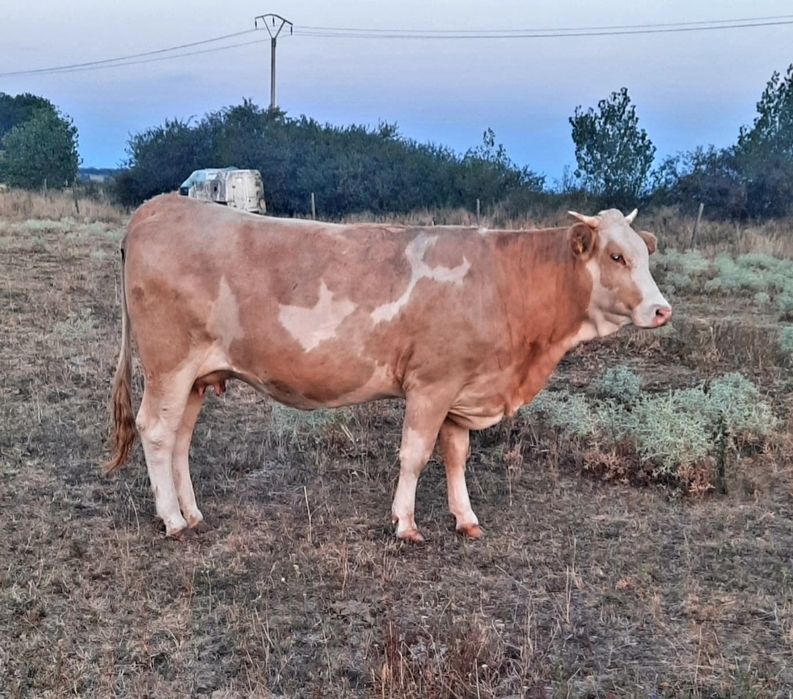 Vând vacă balțată românească