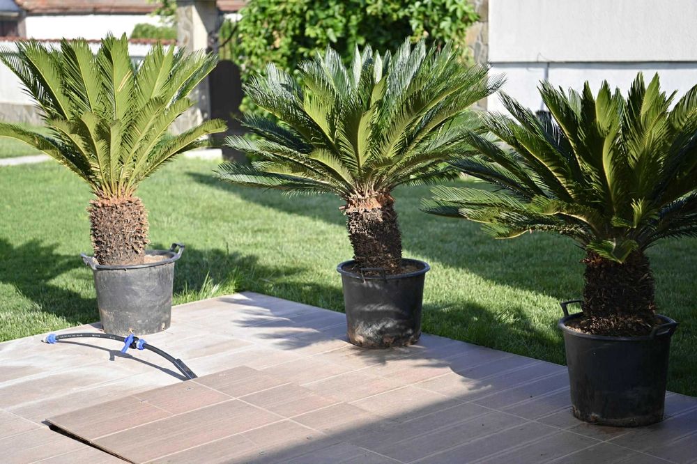 Палми цикас на 25 години