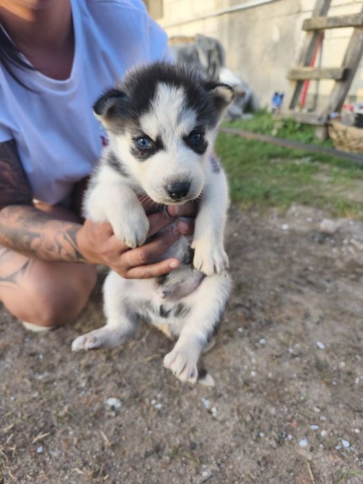 Cățeluși husky perfect sănătoși