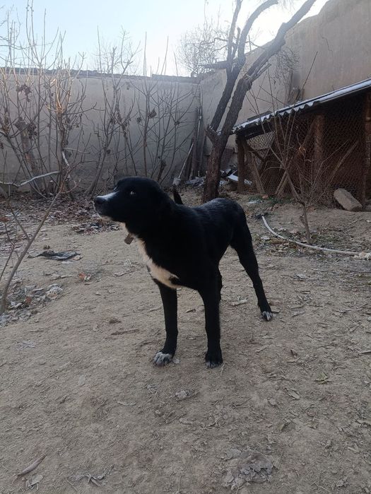 Пристраивается собака в хорошие руки