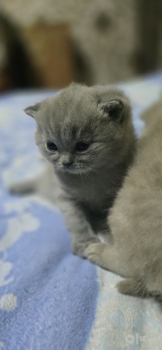 Скоттиш страйт котенки