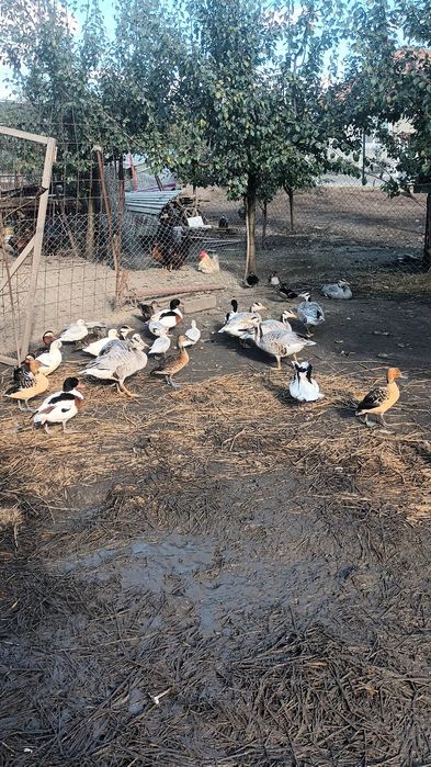 Rate mandarine, caroline, sulitare , lebede