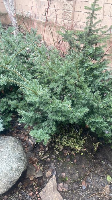 Елки, туи, кустарники