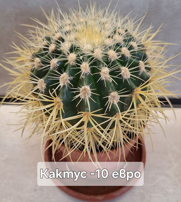 Предлагам стайни цветя