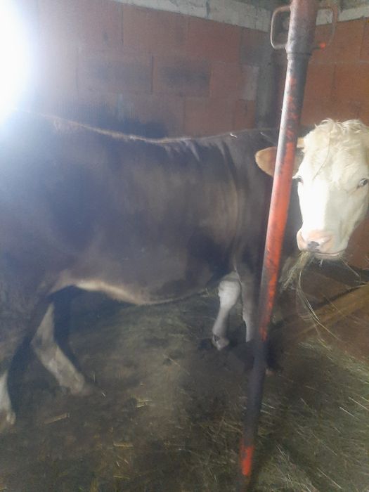 Vând,juninca,baltata,montata