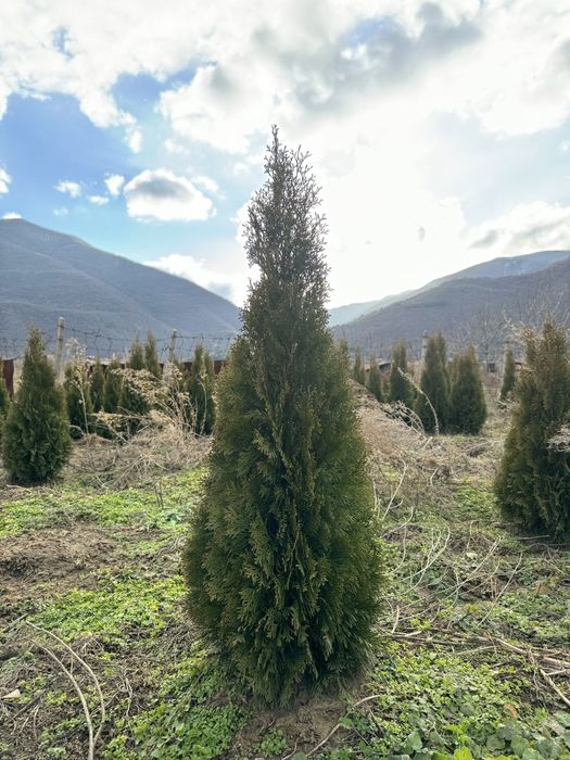 Западни туи Смарагд