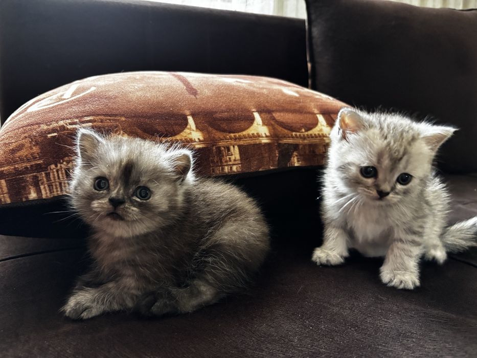 Продам котят, шотландские.