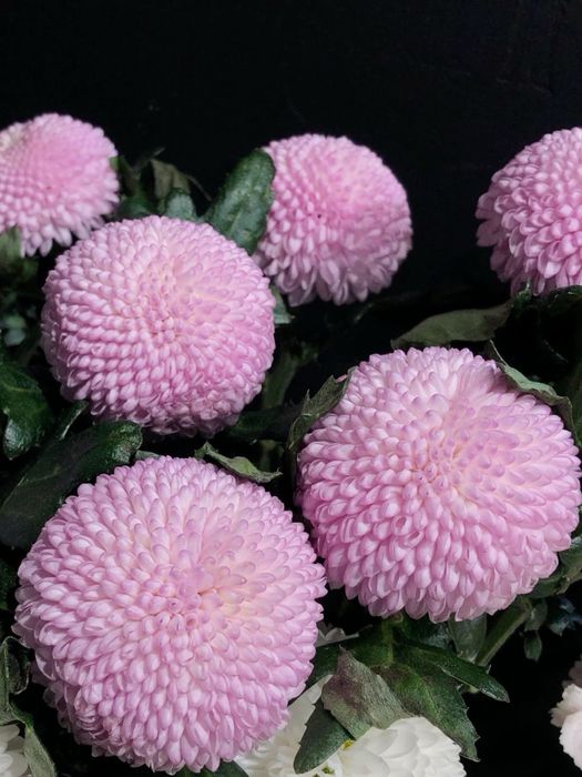 Момоко цветы свежые