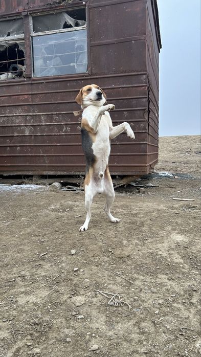 Собака гоншак кобель