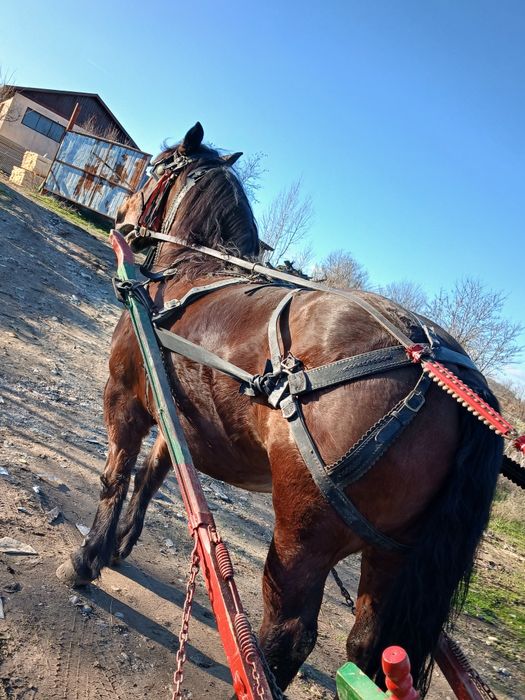Se vinde iapa in vârsta de 8 ani