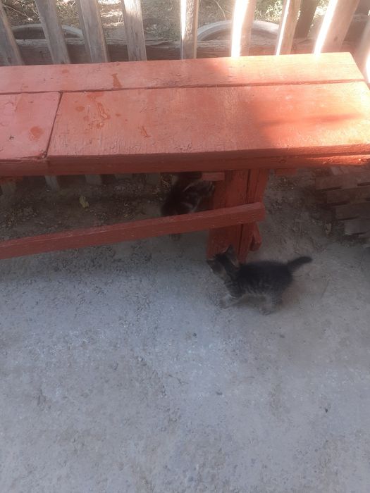 Котята в добрые руки бесплатно