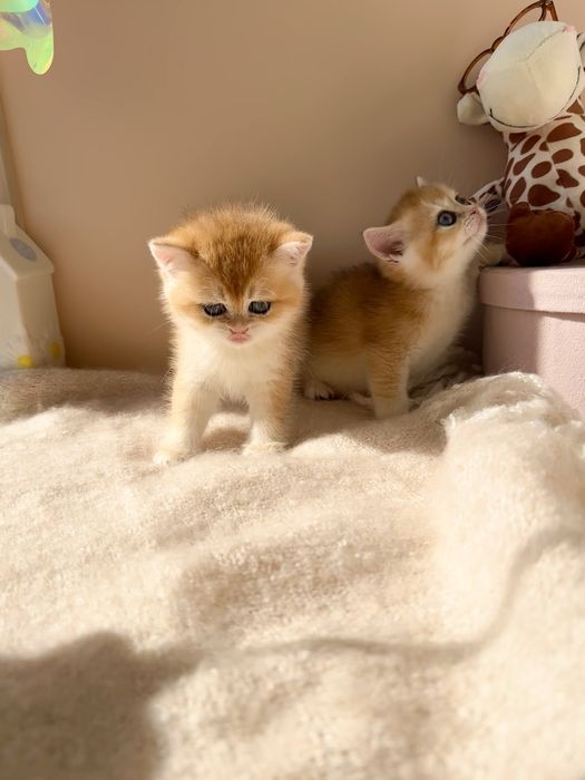 Золотые котята окрас шиншилла