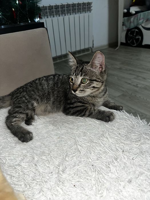 Отдам котенка девочку