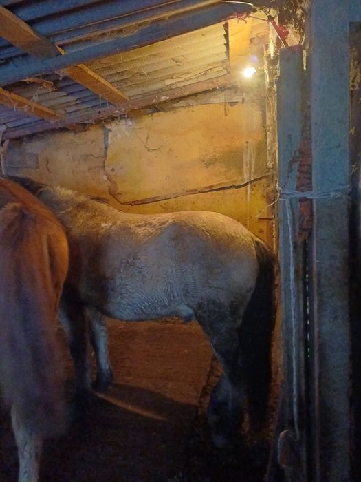 Қара жал құла құнан