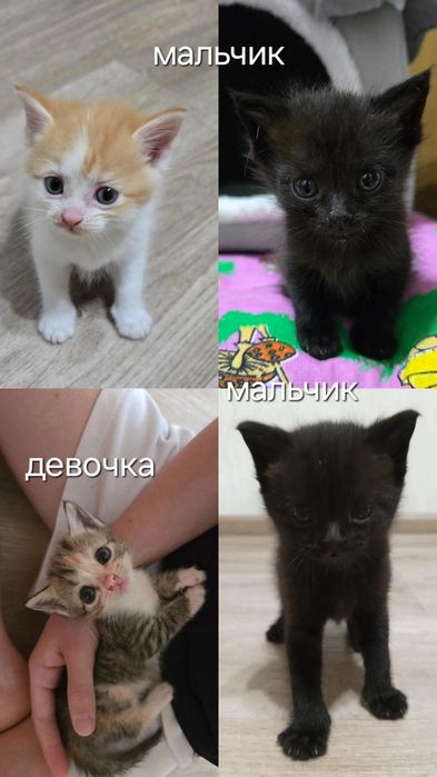 Котята метисы (стерилизация в подарок)