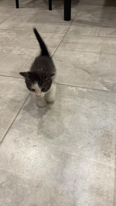 Котята бесплатно