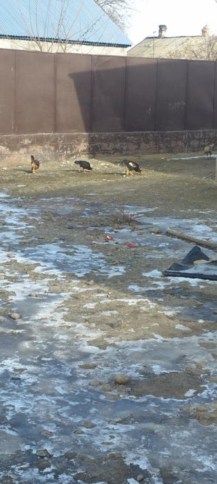 Продам дакан есть куры и пидухи