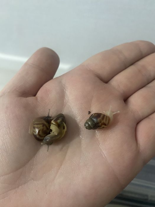 продам улиток Ахатин