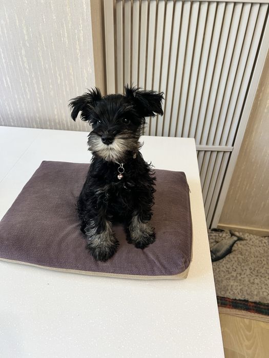 Продаём алиментного щенка ЦВЕРГШНАУЦЕРА