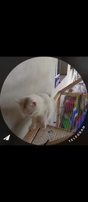 Yoqolb qoldi iltimos topishvorila