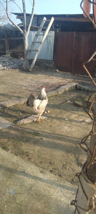 Сатыладыыыыыыыыы