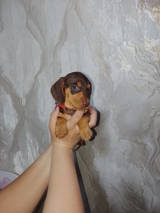 Продам щенков таксы