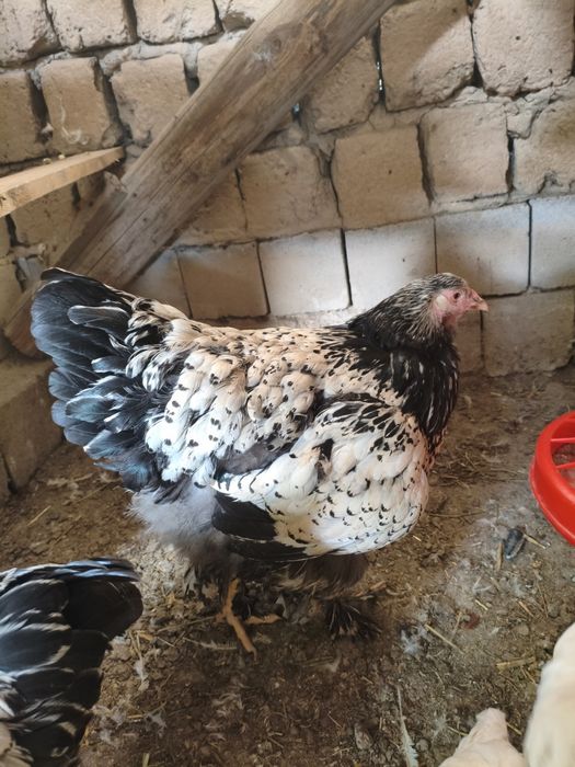 Куры Породы Брама