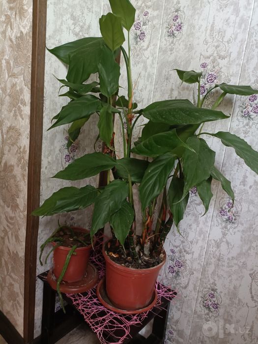Продам цветы,от 10 до 50 тысяч за штуку