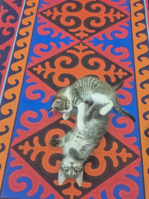Марғаулар котята