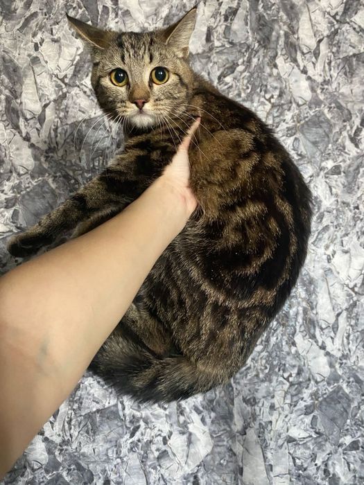 Шотландская прямоухая