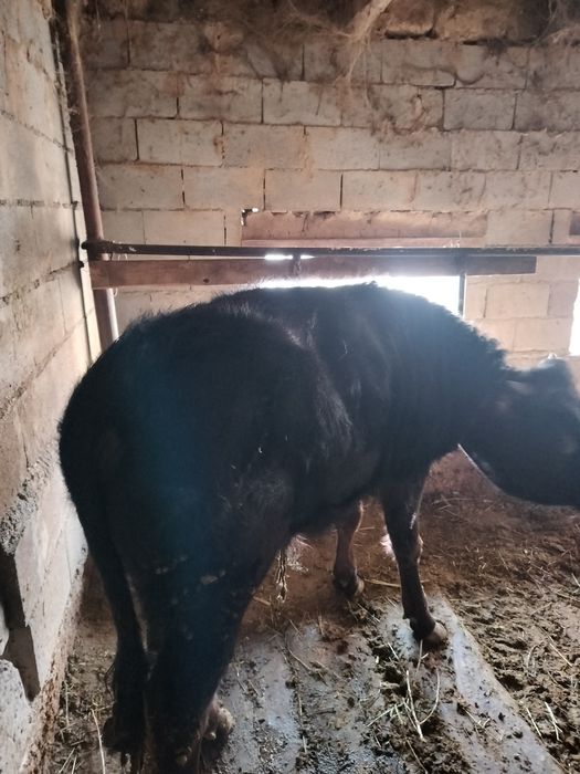 Бычки годовалые.