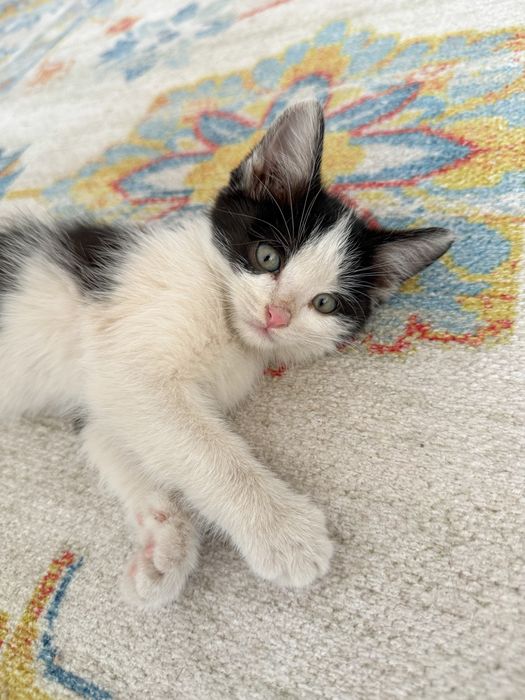 Котенок ищет себе семью