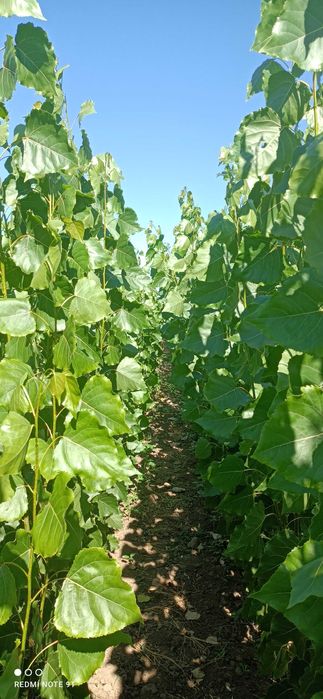 продава тополови фиданки