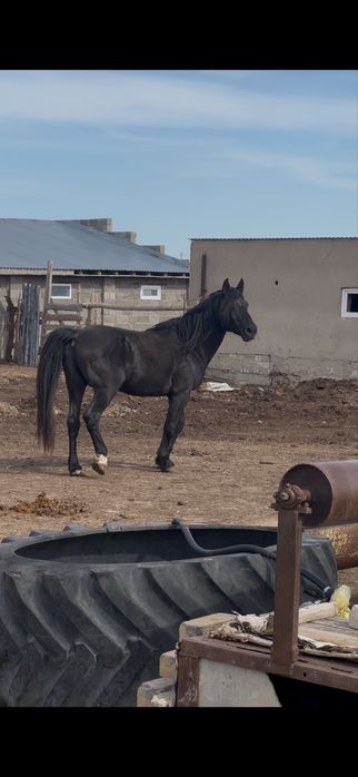Жеребец Амереканец
