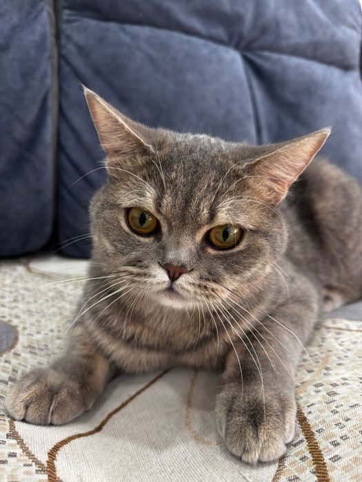 Кошка британский