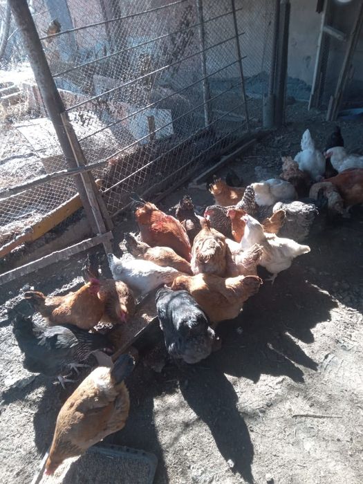 Продам куриц, петухов