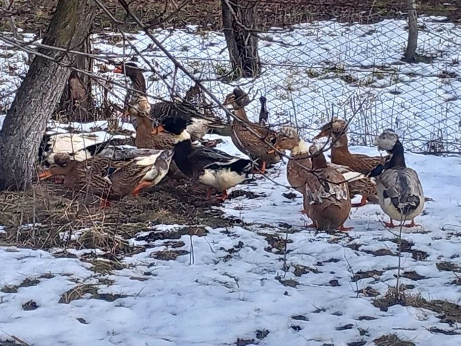 Rate romanesti si lesesti de vanzare