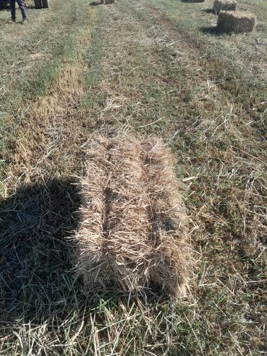 Piress sotiladi narxini kelishtiramiz