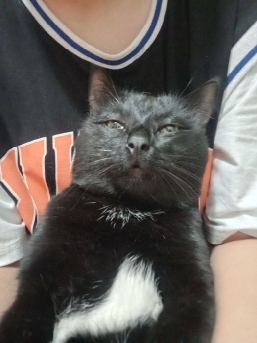 ПРОПАЛ КОТ!!! мальчик