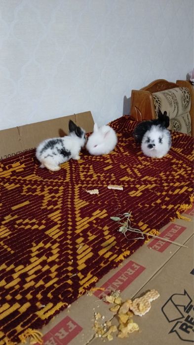 Iepuri mini cap de leu