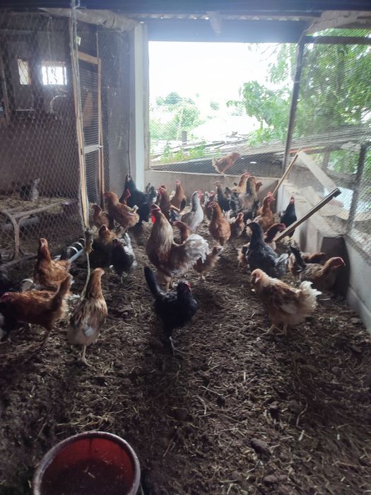 Домашние куры...