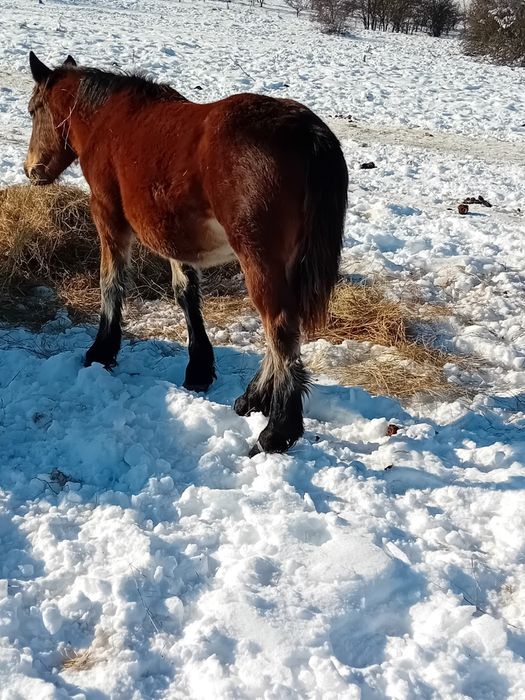 Vând sau schimb manza