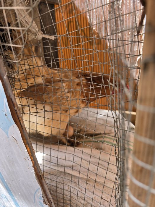 Куры и петух брама